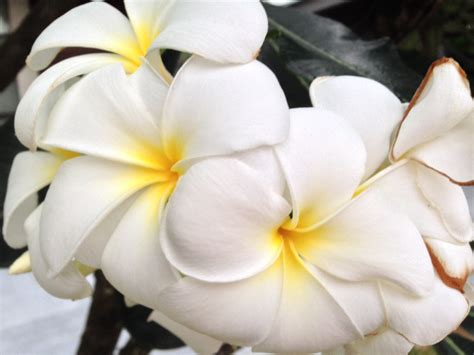 white exotic flowers images